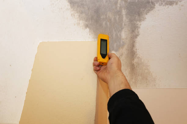 Best Mold Odor Removal Services  in Manson, WA